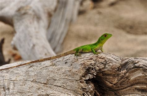 Tamarindo, Costa Rica Daily Photo: Baby Iguana