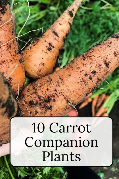 Carrot Companion Plants · Nourish and Nestle