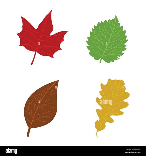 Cartoon flat autumn leaves on white background. Vector illustration ...