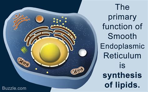 All About the Smooth Endoplasmic Reticulum and its Function - Biology Wise