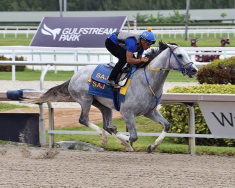 White Abarrio Works for Derby at End of Gulfstream Card - BloodHorse