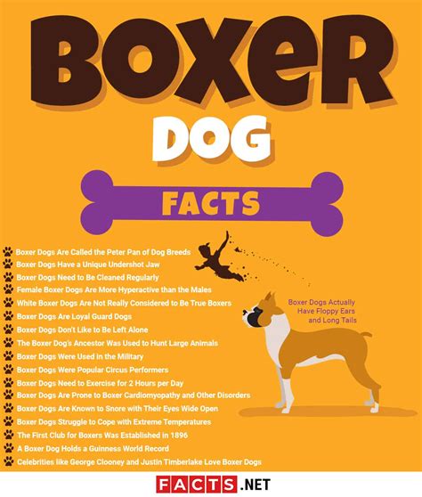 18 Facts about Boxer Dogs - Anatomy, Ancestry, Nature & More | Facts.net