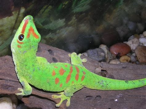 Madagascar Giant Day Gecko Facts and Pictures | Reptile Fact