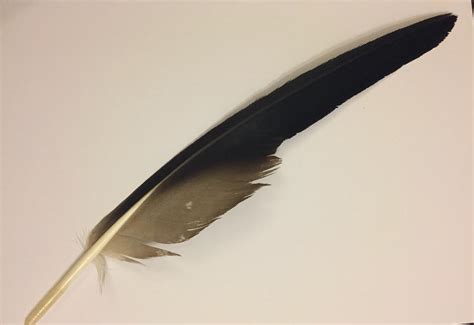 Golden Eagle feather by Crestiesam on DeviantArt