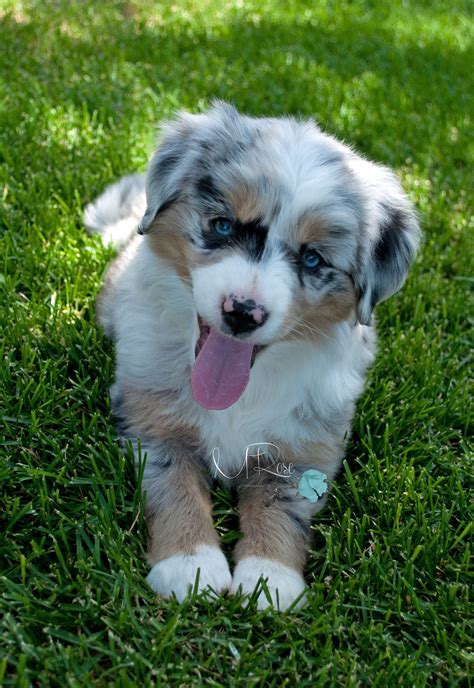 Mini Aussie Love | Mini australian shepherds, Aussie shepherd puppy, Australian shepherd