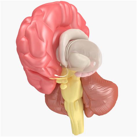 3d brain anatomy model