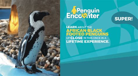 Penguin Encounter | Gulf World Marine Park