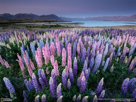 landscapes, Nature, Flowers, New, Zealand, Lakes, Lupine Wallpapers HD / Desktop and Mobile ...