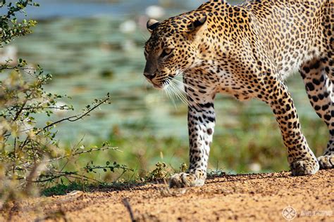 The ultimate Sri Lanka Safari guide [+how to see a leopard!]