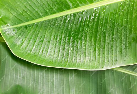 Premium Photo | Banana leaf surface and pattern.