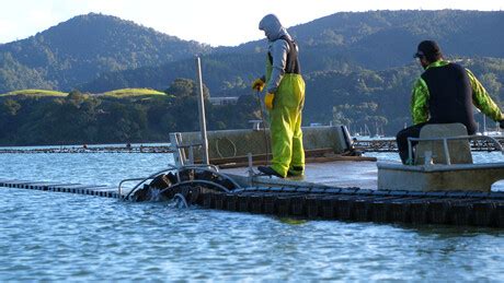 In a flip: Pacific oyster farming technology