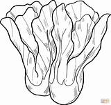 Lettuce coloring Page  Free Printable Coloring Pages sketch template