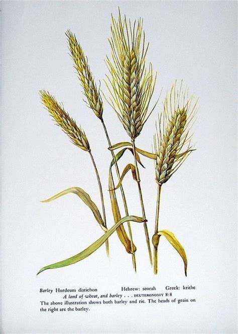 Barley, Wheat Berries and Rice Antique Botanical Print, Botanical ...