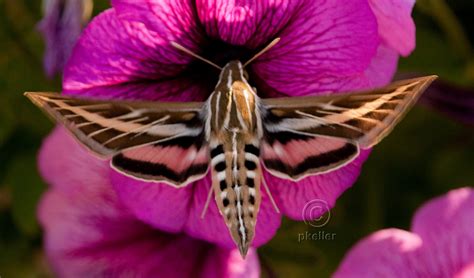 White-lined Sphinx Hyles lineata (Fabricius, 1775) | Butterflies and Moths of North America