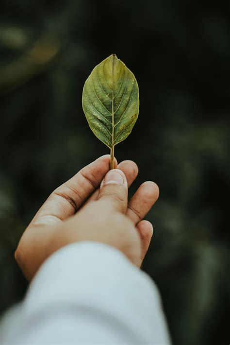 Shallow Focus Photography of Person Holding Green Leaf · Free Stock Photo