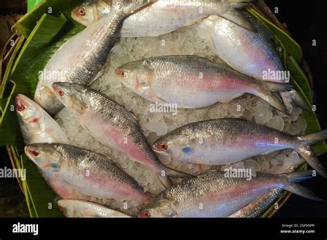 Ilish fish , Tenualosa ilisha or hilsa fish is a very popular and sought-after tasty food fish ...