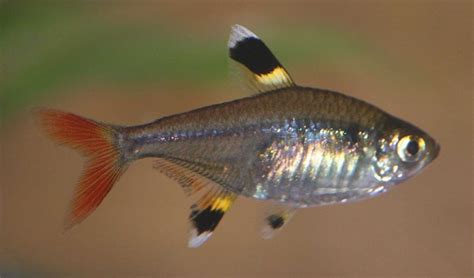 21 Types Of Tetra Fish (With Pictures) | Aqua Movement