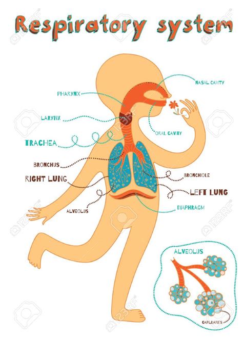 Human respiratory system for kids. Vector color cartoon illustration. Human anatomy Illustration ...