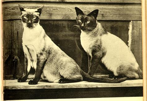 Siamese History and Thai or Old-Style Siamese