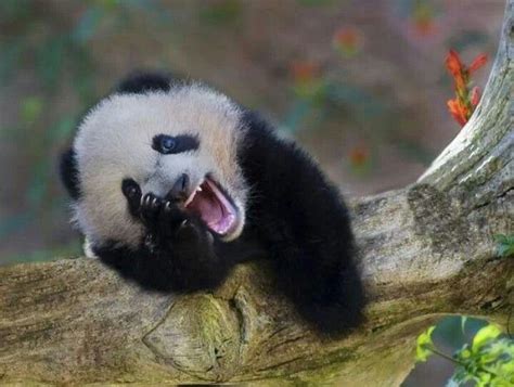 A happy panda bear! | project cuteness overload | Pinterest