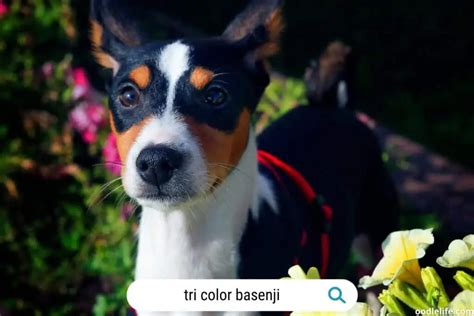 Basenji Colors Guide (with Photos) And Rare - Oodle Life