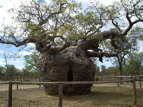 More than meets the eye: Derby Boab "Prison" Tree, Australia - Unusual Places