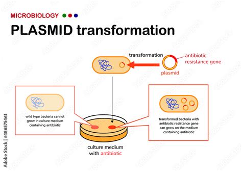 Microbiology diagram show concept and selection of plasmid or vector transformation in bacteria ...