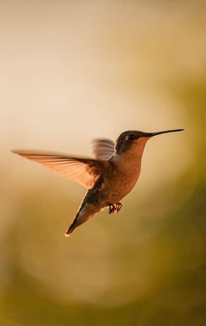 Solutions to the Hummingbird Feeder problem of Ants and Bees ...