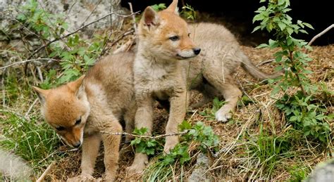 It’s coyote pup season | City of Vaughan