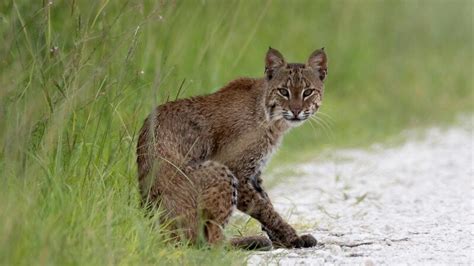 What Does Bobcat Poop Look Like? | Bobcat Scat Identification - peSTopped