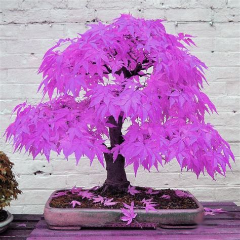 30pcs "Purple Maple Ghost" Bonsai Seeds Home Garden Plants seeds ...