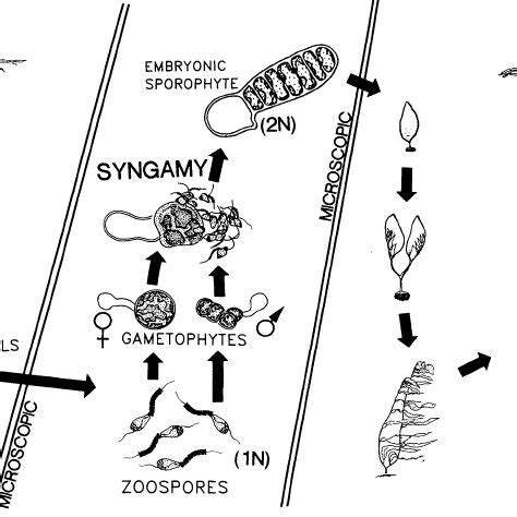 Global distribution of the genus Macrocystis. Figure taken from Graham... | Download Scientific ...