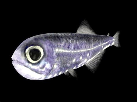 Lanternfish - Alchetron, The Free Social Encyclopedia