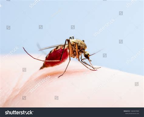 Dangerous Dengue Infected Mosquito Skin Bite Stock Photo 1482847889 | Shutterstock