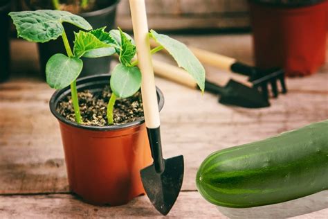 Can I Grow Cucumbers Indoors? - How-To Guide & Tips! - Indoor Garden Tips