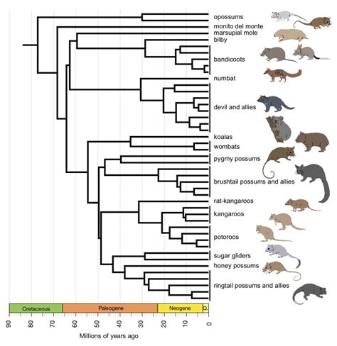 Marsupial phylogenomics - Oz Mammals Genomics