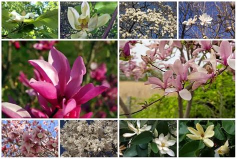 10 Elegant Magnolia Trees for USDA Zone 5