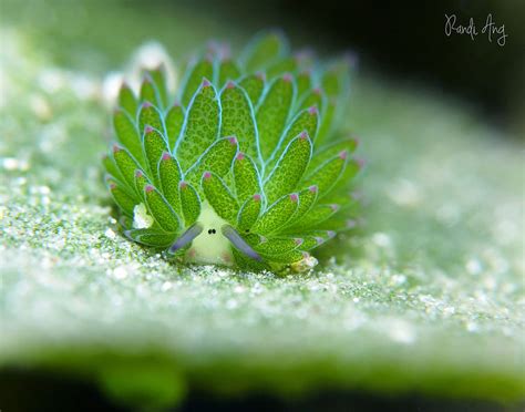 6 unknown facts about the photosynthesis performing Leaf Sheep: the ...