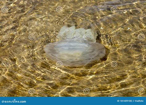 Marine Jellyfish, in a Natural Habitat Stock Image - Image of beautiful, nettle: 181409185