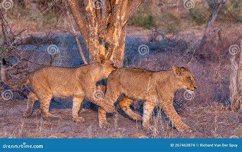 Lion Cubs Play on the Savannah Stock Photo - Image of siblings, coddiwomple: 267463874