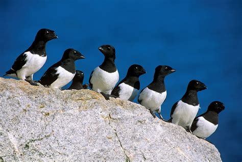 Auks – Telegraph