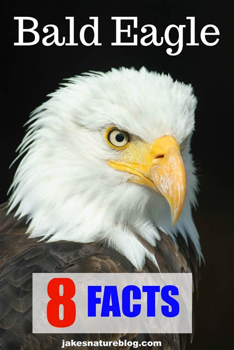 8 Bald Eagle Facts - A Symbol Of The USA - Jake's Nature Blog | Eagle ...