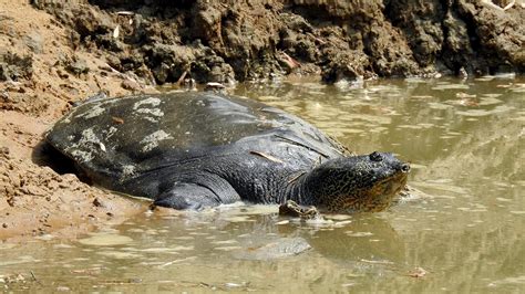 Killing gods: The last hope for the world’s rarest reptile