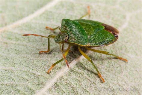 Green Shield Bug Harmful / The green shield bug in video.