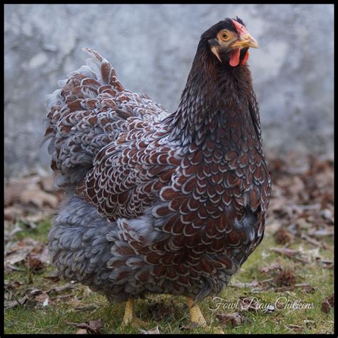 404页面 | Blue laced red wyandotte, Wyandotte chicken, Wyandotte