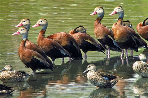 Pichichis | Aves, Ave, Costa