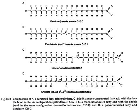 Fatty Acids: Meaning, Roles and Nomenclature