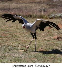 Secretary Bird Snake Stock Photo (Edit Now) 1095637877