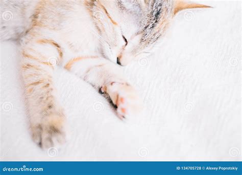 Cute Kitten Sleeping on Sofa. Stock Photo - Image of focus, domestic: 134705728