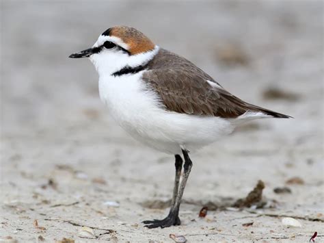 Kentish Plover Bird Facts (Charadrius alexandrinus) | Birdfact